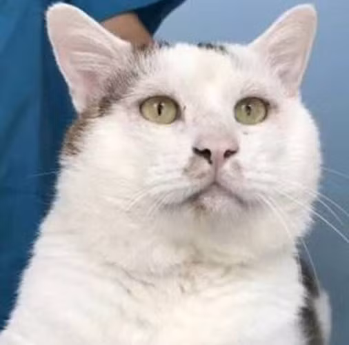 Quá trình chuyển đổi ngoạn mục của chú mèo đã nhanh chóng lan truyền trên mạng internet.