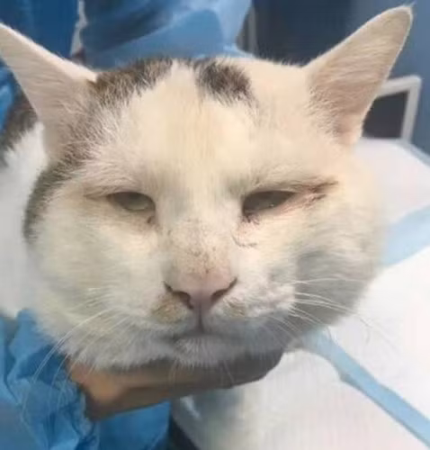 Người ta phát hiện ra chú mèo này trên phố, khi chú gần như không thể mở được mắt do tình trạng mí bị quặp vào trong. Tình trạng mí quặp nói trên khiến mi mắt của Feifei thường xuyên cọ vào cầu mắt gây ra viêm tấy. Để ngăn chặn tình trạng này, những người cứu hộ (thuộc nhóm tình nguyện vì phúc lợi động vật) đã đưa Feifei đi gặp bác sĩ thú y để chữa trị cho chú.