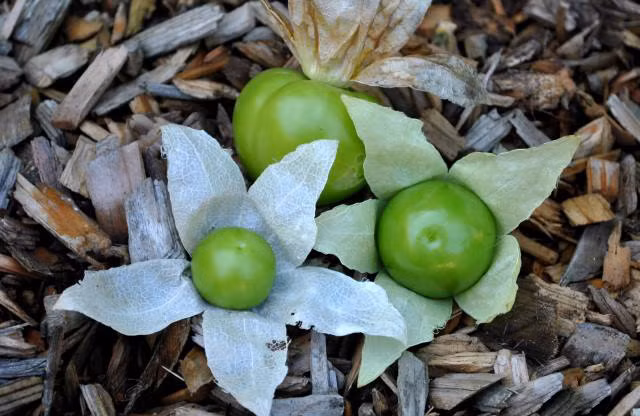 Trước đây, tầm bóp không được sử dụng phổ biến làm thuốc dù nó khá ngon và có nhiều dược tính.