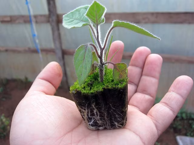 2. Chuyển nhà cho cây Khi xuất hiện những chiếc lá mọc ra đầu tiên, bạn nên chuyển ra chậu nhỏ và đặt ở nơi có ánh sáng và không gian thoáng đãng, tránh cây gầy gò do thiếu sáng.