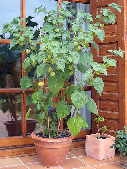 3. Thu hoạch thành quả Sau 80 ngày có thể thu hoạch quả. Khi quả chín, phần vỏ bao ngoài sẽ chuyển sang màu nâu nhạt và quả rơi xuống đất). Quả có thể giữ được 3-4 tuần ở trong vỏ lá.