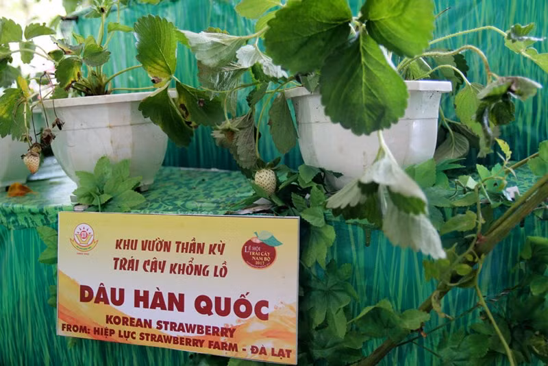 Dâu Hàn Quốc được trưng bày trong lễ hội trái cây.