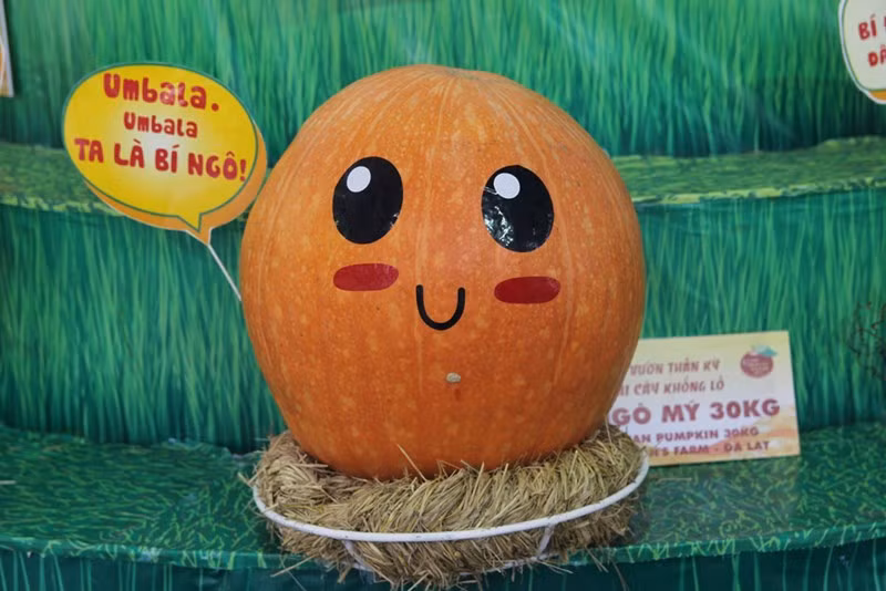 Một quả Bí ngô Mỹ 30kg trang trí bắt mắt.