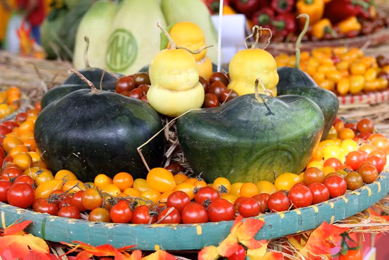 Dưa thỏi vàng độc đáo.