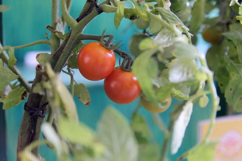 Những quả cà chua chín mọng.