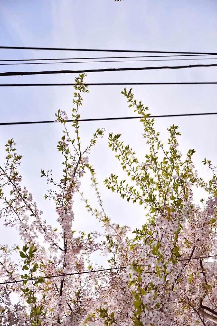 Ảnh được chụp ở khu kiến trúc xung quanh ga Komagome.