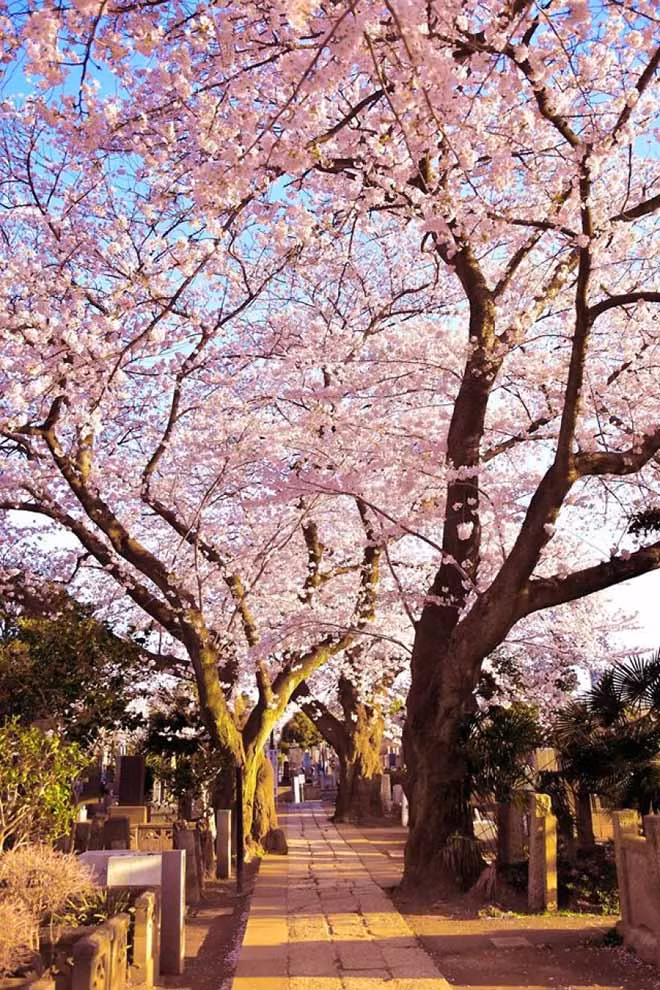 Ảnh chụp tại khu công viên nghĩa trang Yanaka Reien