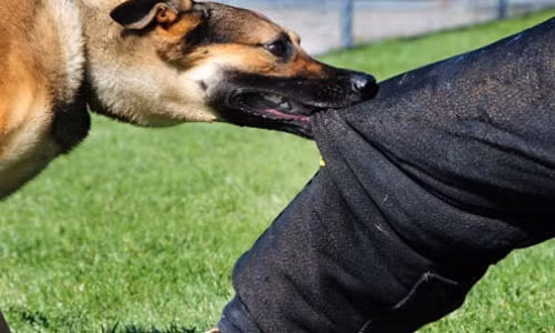 Nhieu truong hop bi thiet mang do cho dai can