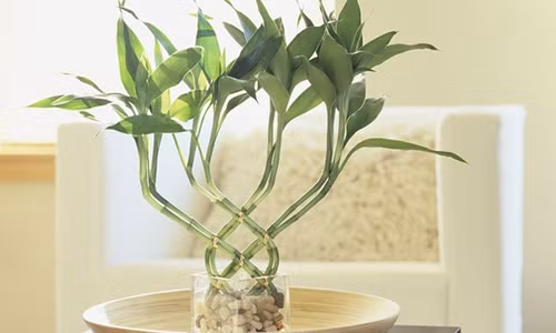 Bi mat phong thuy cua viec trong cay phat loc khong phai ai cung biet