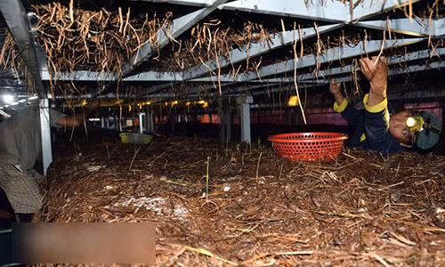 Di muon 260m2 trong nam rom kieu moi, moi thang lai 15 trieu dong