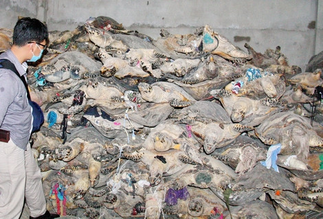 Hàng ngàn xác rùa biển bị phát hiện, thu giữ từ kho rùa biển "khủng".