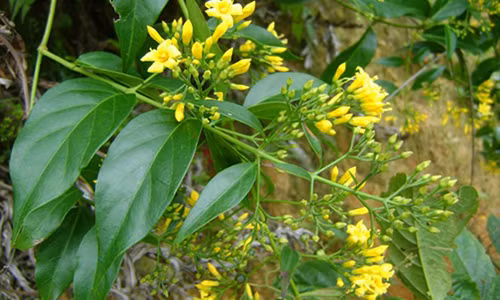 Xin di hoc lai xe khong duoc, nam thanh nien an la ngon tu tu