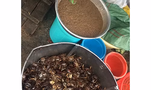 Can trong voi mon cua dong xay san