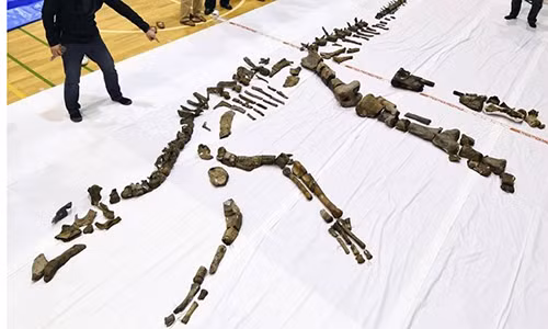 Phat hien hoa thach xuong khung long lon chua tung thay