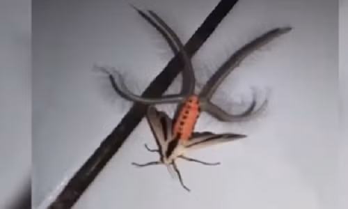 Chi tiet loai quai vat long la xuat hien o Indonesia gay chan dong