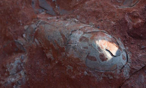 Ổ trứng khủng long mới được phát hiện còn nguyên vẹn ở Trung Quốc.