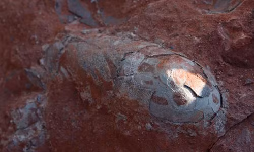 Ổ trứng khủng long mới được phát hiện còn nguyên vẹn ở Trung Quốc.