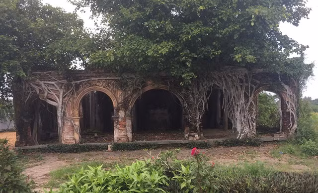 Doc nhat Viet Nam: Re cay om chat, giu ngoi dinh khong bi sap-Hinh-2