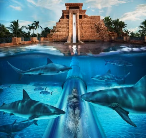 Sau khi thốt tim với màn trượt thác thẳng đứng 90 độ bạn sẽ chui qua một đường hầm trong suốt nằm giữa hồ cá mập. Từ bên trong, bạn có thể thỏa mái ngắm những con cá mập đáng sợ đang bơi lội ngay bên cạnh mình.