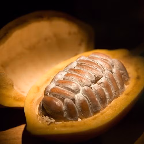 Đây là loại quả rất phổ biến với người Tây Nguyên hay miền Nam và ca cao dầm sữa đá cũng không còn quá lạ. Nhưng, ở Hà Nội thì đây là món ăn tương đối mới mẻ lại ngon, rẻ khiến mọi người thích thú và tìm mua. Đến bây giờ ca cao tươi đã thực sự trở thành cơn sốt, được người dân Hà thành mua về ăn rất nhiều. Các tiểu thương buôn quả này đều cho biết, ca cao tươi bán rất chạy, ra đến đâu bán hết đến đó và liên tục cháy hàng.