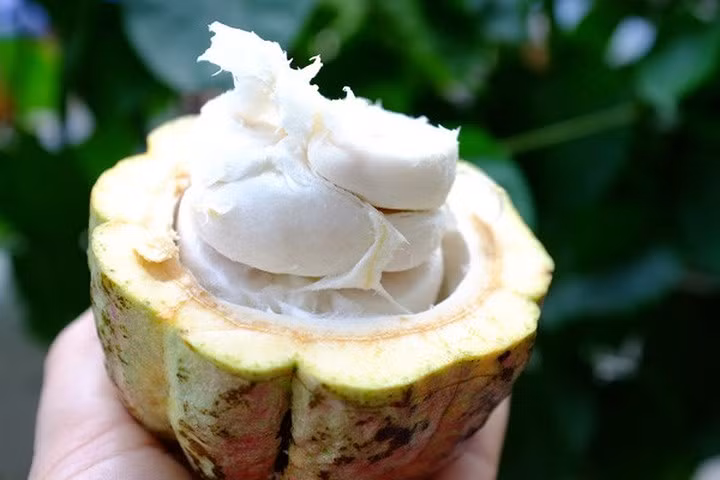 Theo nhiều người từng thưởng thức ca cao tươi dầm sữa đá, loại quả này tương đối rẻ, mua theo quả tầm 20.000-25.000 đồng/quả nặng tầm 400-500 gram/quả, còn mua theo cân giá tầm 35.000 - 40.000 đồng/kg. Cứ mỗi quả về làm được một cốc ca cao dầm sữa đá đầy. Lúc ăn xong hạt đem ủ lên men, phơi khô rồi rang thơm lên làm bột ca cao cất, thỉnh thoảng thích đem pha làm ly ca cao nóng uống. Tính ra rất rẻ mà lại ngon.