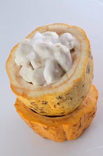 Thịt của ca cao trắng bám lấy hạt, ăn có vị chua ngọt (nghiêng về ngọt) khá giống với mãng cầu xiêm, nhưng ăn ca cao thì thơm hơn rất nhiều khiến nhiều người thích thú.