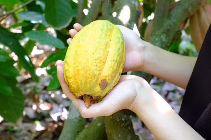 Trái ca cao chín sẽ có màu vàng hoặc vàng cam, đỏ nhìn rất hấp dẫn.