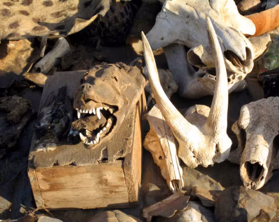 Chợ bán bộ phận cơ thể động vật Đây là điểm du lịch, mua sắm tuyệt vời dành cho mùa Halloween đang tới gần. Khu chợ chẳng bán gì ngoài cơ thể động vật như chân voi, đầu báo, tay tinh tinh, tim ngựa… Người ta không mua những thứ này vể để làm thức ăn mà dùng để chế thuốc. Bạn có thể tới thăm khu chợ này ở miền tây châu Phi.