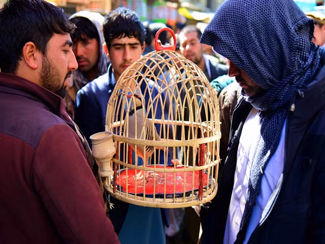 Chợ chim ở Kabul, Afghanistan Nuôi chim làm thú cưng là truyền thống có bề dày lịch sử lâu đời ở Kabul. Một người yêu chim đã lập nên khu chợ này. Tới nơi đây, bạn không thể lái xe ô tô, vì vậy khu chợ này đủ yên tĩnh để bạn có thể nghe thấy tiếng chim hót ríu rích suốt ngày. Những loài chim được bày bán ở đây chủ yếu gồm chim hoàng yến, chim hoạ mi.
