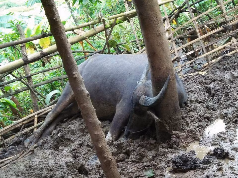 Mua lon, set danh chet 2 con trau, 3 con lon dang o trong chuong