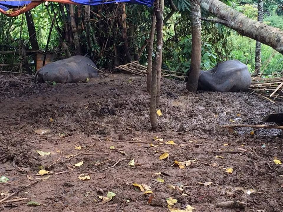 Mua lon, set danh chet 2 con trau, 3 con lon dang o trong chuong-Hinh-2