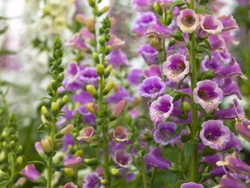 4. Cây mao địa hoàng Cây hoa mang màu tím nhẹ nhàng tuyệt đẹp này còn được người ta ví von là mang “tiếng chuông của thần chết”, cũng gây nguy hiểm không kém các loài hoa kể trên. Mọi bộ phận của cây hoa này, từ rễ, đến hoa, và cả hạt giống đều chứa chất độc hại, có thể gây chết người. Nếu vô tình nuốt phải hoa này người bệnh sẽ có triệu chứng buồn nôn, co giật, mê sảng, các trường hợp nặng hơn có thể bị loạn nhịp tim.