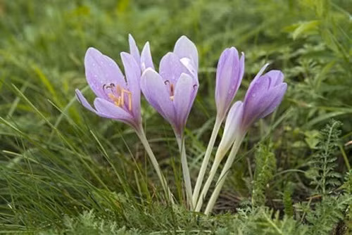 7. Hoa nghệ tây Loài hoa này tuy có độc tố nhẹ hơn 6 loài hoa kể trên nhưng không có nghĩa là nó vô hại đối với sức khỏe của bạn. Hoa nghệ tây mang vẻ đẹp rất dịu dàng, nhưng chất độc trong nó ngang ngửa với asen nếu bạn hít hoặc nuốt phải. Loài hoa xuất xứ từ nước Anh này sẽ gây nôn mửa, tiêu chảy, nóng cổ họng, thậm chí có thể gây suy gan thận, đau tim và tử vong.