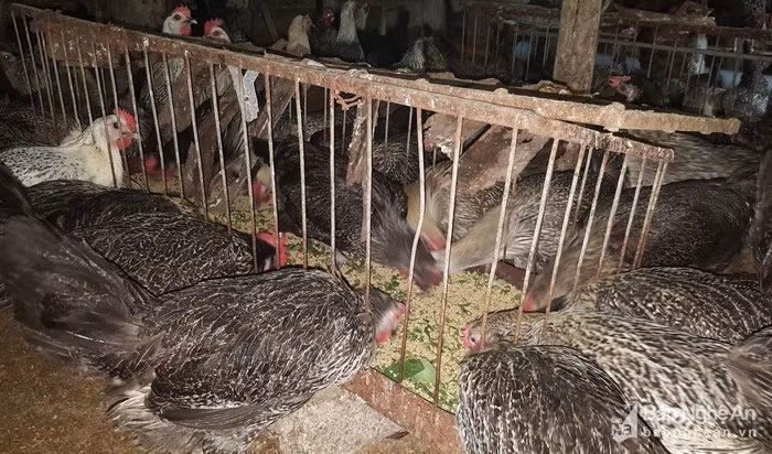 Để thiết lập "trật tự" cho đàn gà, máng ăn được tạo thành từng ô riêng biệt. Chính kiểu thiết kế này mà gà không tranh ăn, cắn nhau, làm ảnh hưởng đến sự phát triển. Ảnh: Q.A