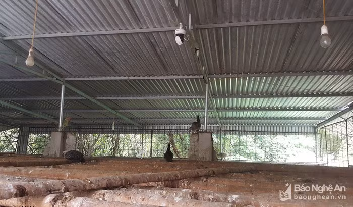 Bên trong chuồng, được thiết kế thành 2 tầng, tầng 1 để gà ăn, đẻ trứng, còn tầng 2 là nơi chúng ngủ. Ảnh: Q.A