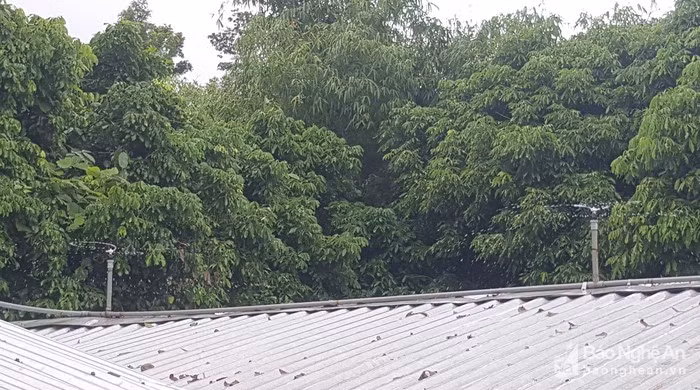 Để tạo môi trường thích hợp cho gà đẻ trứng, hệ thống chuồng nuôi ngoài được bao bọc bởi hệ thống cây xanh, vào mùa hè, những ngày nắng nóng còn có hệ thống phun nước làm mát trên mái. Ảnh: Q.A