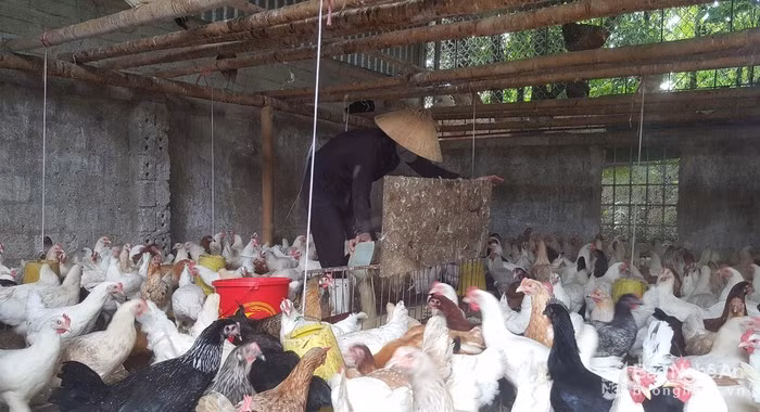 Đến nay, trang trại gà của gia đình cô Nga luôn duy trì nuôi từ 1.500 - 1.800 con gà siêu đẻ, giống Ai Cập. Ảnh: Q.A