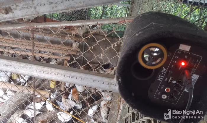 Đặc biệt, để kích thích tiêu hóa, giúp gà "thư giãn", đẻ nhiều trứng, cô Nga còn cho lắp đặt hệ thống loa nghe nhạc. Cứ đầu buổi sáng và buổi chiều, vào thời điểm gà ăn thì những bản nhạc du dương lại cất lên. Theo cô Nga: "Tôi thấy các trang trại bò sữa cho bò nghe nhạc nên tôi cũng thử cho gà nghe nhạc và thấy có hiệu quả cao”. Ảnh: Q.A