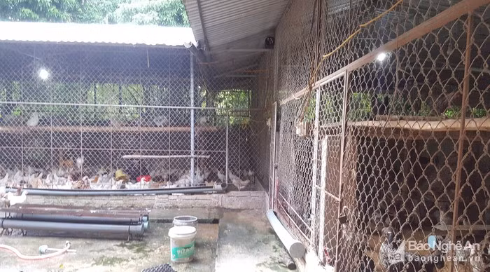 Ga de son son nho duoc nghe nhung ban nhac du duong