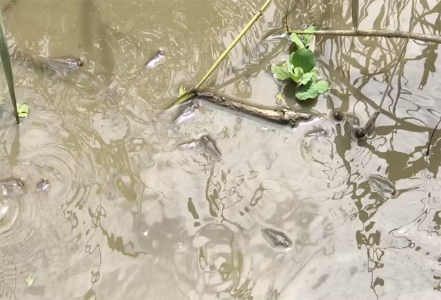 Không tập trung ở một vài điểm, cá nổi đầy và dày đặc suốt chiều dài của mương dẫn hàng ngàn mét, chủ yếu là các loại cá rô, chép,... đủ kích cỡ. Trong đó, vô số con to bằng gần bàn tay xoè của người lớn. Ước tính, nếu bắt hết cá ở mương dẫn này thì số lượng phải tính bằng gánh.