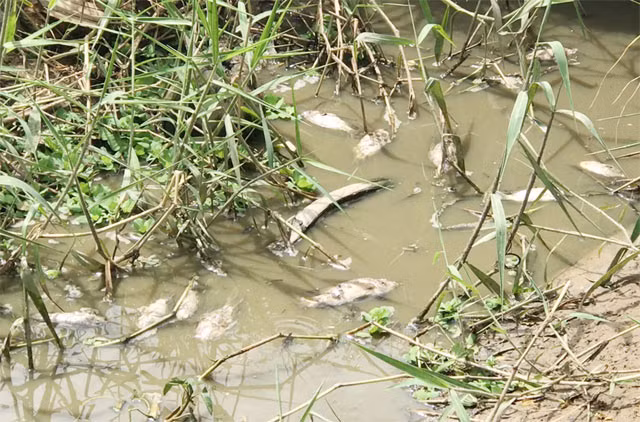 Lý giải về việc "chê cá", nhiều người dân ở thôn Khê Xuân cho biết: "Do một số hộ ở gần xả nước thải sinh hoạt xuống mương dẫn nên sợ cá sống ở đây cũng bị bẩn lây nên không ai bắt cả".