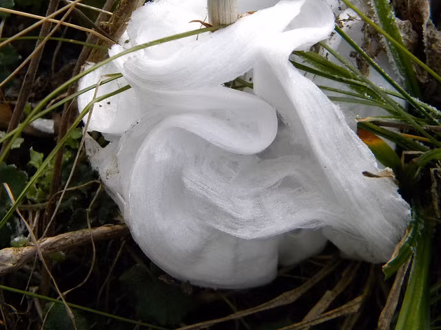 Băng tuyết tự nhiên nhìn như một bông hoa.