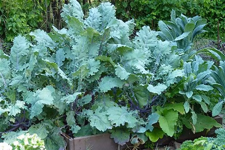 Rau xanh cũng có thể chữa trị chứng lo âu và trầm cảm. Do lượng axit cao, rau xanh lá cải thiện tâm trạng và giảm sự mệt mỏi. Ngoài axit folic, rau xanh như rau diếp xoăn hoặc rau chân vịt giúp dây thần kinh và cơ hoạt động đúng cách.