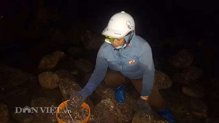 Người dân vùng biển ở xã Hải Lý, huyện Hải Hậu (Nam Định) soi đèn bắt ốc chỉ xuất hiện khi thủy triều rút đi. Nhờ nghề này mà nhiều người có thu nhập đến nửa triệu đồng mỗi/buổi. (Ảnh: Báo Dân Việt)