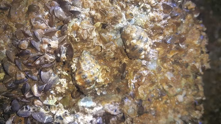 Loài "lộc biển" này thường bám vào các hòn đá, để bắt được nó người dân nơi đây phải lật từng hòn đá lên để bắt. (Ảnh: Báo Dân Việt)