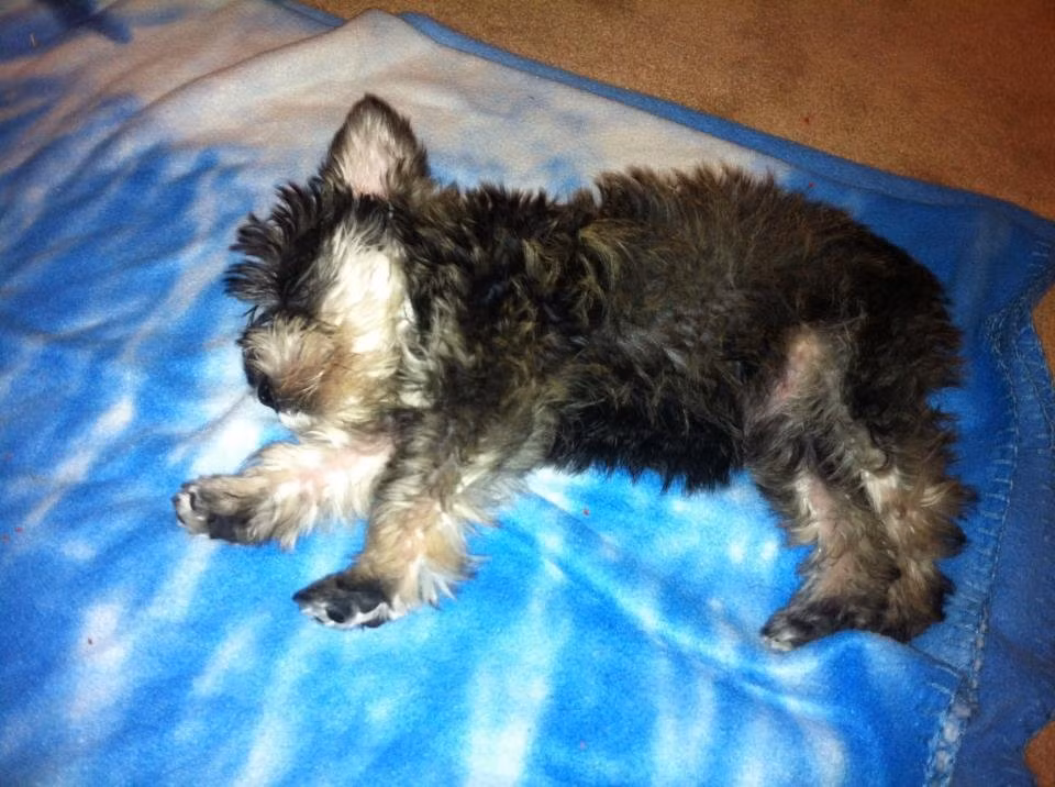 Không được bán lông chó (Deleware) Tuy nhiên, bạn có thể bán con chó!