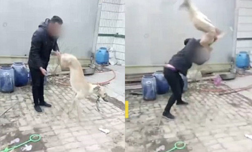 Người đàn ông tức giận la hét và cầm chân sau của con chó, vung lên rồi đập nó xuống đất.