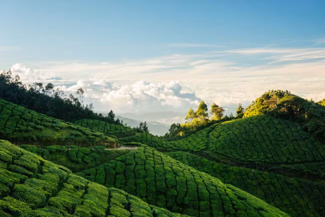 Munnar, Ấn Độ: Thị trấn này nổi tiếng với trang trại chè Kolukkumalai trải khắp trên các ngọn đồi xanh mướt.