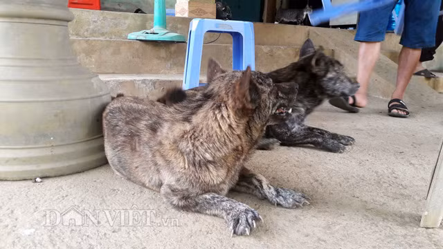 Anh Minh, chủ nhân của con vện cho biết, khác so với những con chó thường thấy thông thường, bàn chân của chú chó kỳ lạ này khi sinh ra lại bè ra hệt như chân hải cẩu.