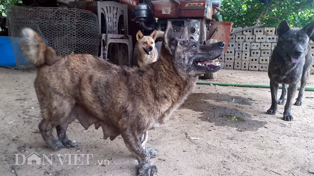 Đó là câu chuyện kì lạ về chú chó Vện của gia đình anh Đỗ Quang Minh ở thôn Kim Bắc 4, xã Tú Sơn, huyện Kim Bôi, tỉnh Hòa Bình.